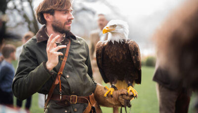 Card Falconry