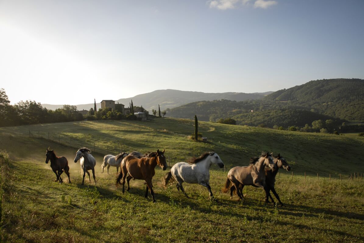 01 gallery horses