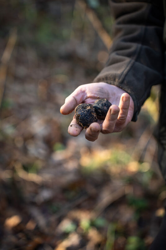 03 truffle hunting gallery