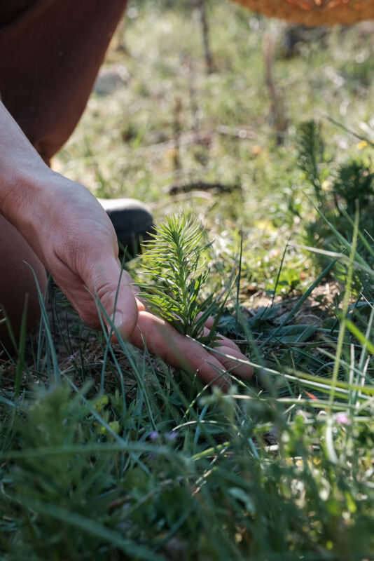 05 foraging gallery